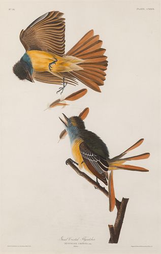 AUDUBON, John James (1785-1851).
Bank Swallow. Violet-green Swallow. (Plate CCCLXXXV)
Riparia riparia. Tachycineta thalassina. -- Great Crested Flycat