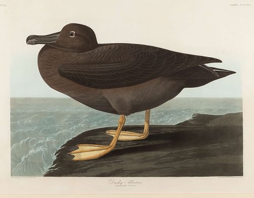 AUDUBON, John James (1785-1851).
Dusky Albatros (Plate CCCCVII)
Phoebetria palebrata
