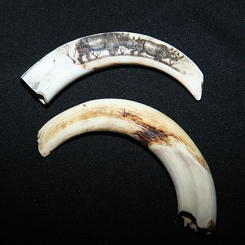 Pig Ivory Tusk