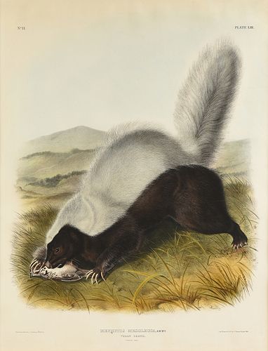JOHN JAMES AUDUBON (American 1785-1851) A LITHOGRAPH, "Mephitis Mesoleuca. Licht. (Texan Skunk. Natural Size.)," PHILADELPHIA, CIRCA 1845,