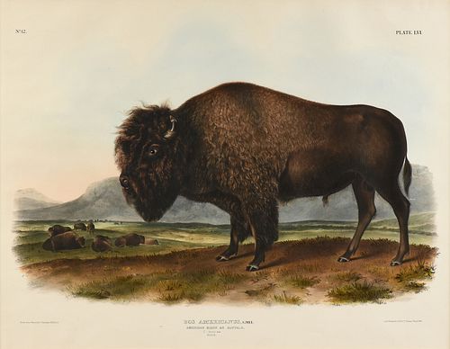 JOHN JAMES AUDUBON (American 1785-1851) A LITHOGRAPH, "Bos Americanus. Gmel. (American Bison or Buffalo. 1/7 Natural Size. Male.)," PHILADELPHIA, CIRC