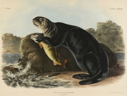JOHN WOODHOUSE AUDUBON (American 1812-1862) A LITHOGRAPH, "Enhydra Marina, Erxleben.(Sea Otter. Young Male.)," PHILADELPHIA, CIRCA 1848,