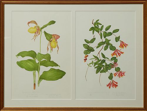 Elsie Margaret Stones (1920- ), "Louisiana Honeysuckle," print, 1978, 199/500, and "Yellow Lady Slipper," print, 1979, 199/500, titl...