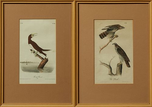 John James Audubon (1785-1851), "Gos Hawk" No 5, Plate 23, and "Booby Gannet," no 86, Plate 426, 19th c., pair of Octavo prints, in...