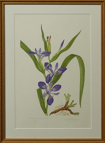 Elsie Margaret Stones (1920- ), "Zig-Zag Stemmed Iris," print, 1978, 199/500, title...