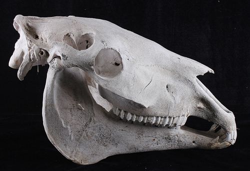Domestic Horse Taxidermy Skull