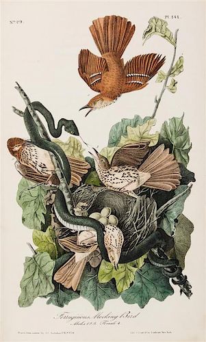 AUDUBON, JOHN JAMES. The Birds of America... NY & Philadelphia, [1839], 1840-1844. 7 vols. First octavo ed. Complete.