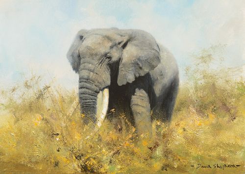 David Shepherd (1931-2017); Elephant