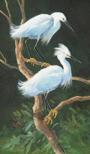 Ken Carlson (b. 1937); Snowy Egrets