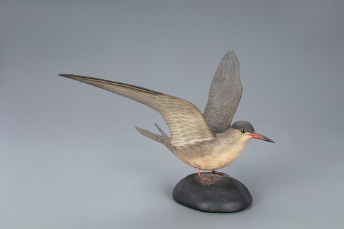 Alighting Tern, A. Elmer Crowell (1862-1952)