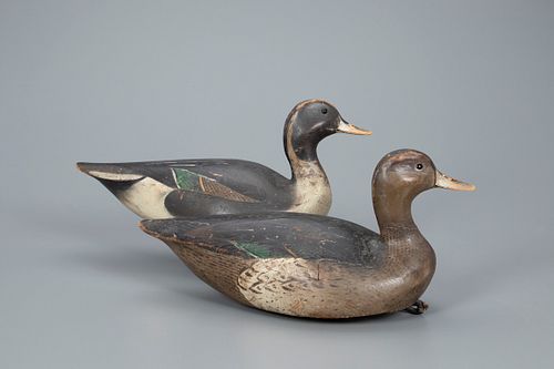 Rigmate Pintail Pair, The Ward Brothers