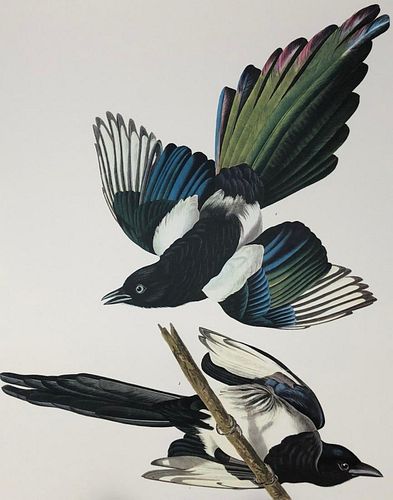 1964 Audubon Folio Print