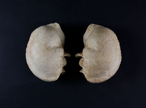 Two Bone Whales Inner Ears, 19th Century