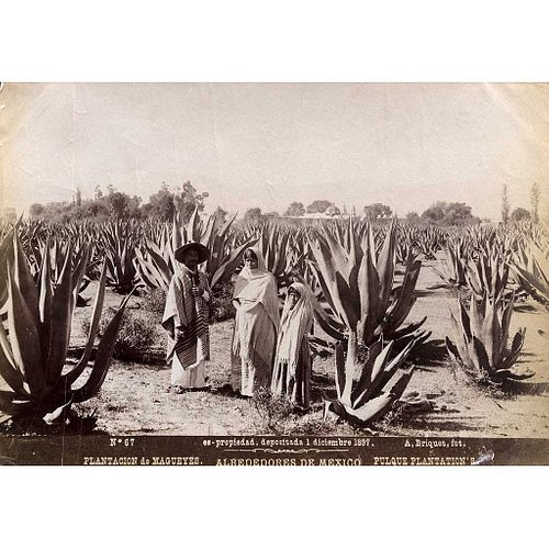 ABEL BRIQUET, Plantación de Magueyes, from the series Alrededores de México, Unsigned, Silver / gelatin, 5.1 x 7.4" (13 x 19 cm)