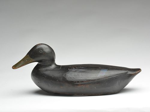 Black duck, Gus Wilson, South Portland, Maine.