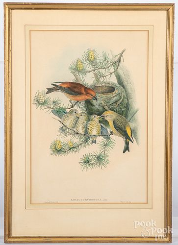Gould & Richter color lithograph