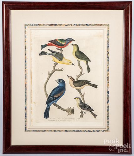 Six Alexander Wilson color bird engravings