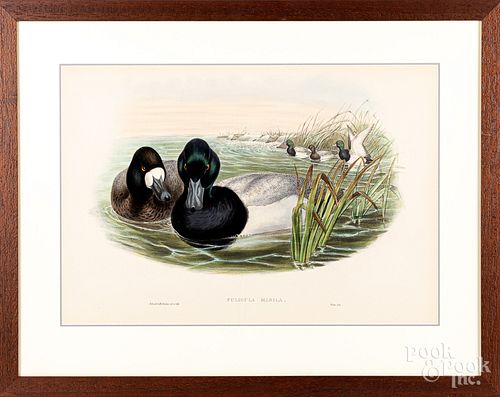 Four Gould & Richter color lithographs of ducks.