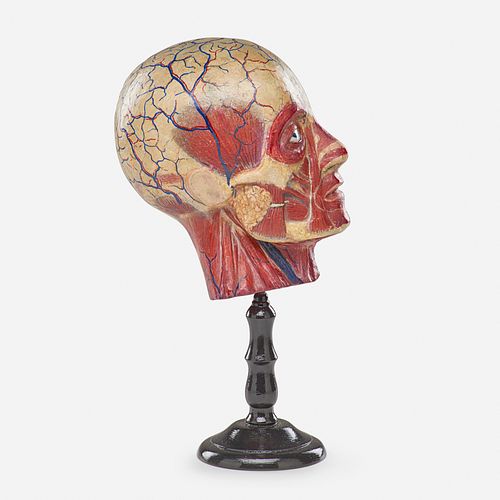 Louis Thomas Jerome Auzoux, attribution, Dr. Auzoux (attr.) anatomical head