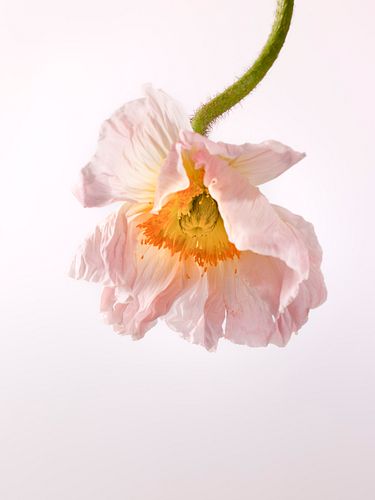 Gabriella Imperatori-Penn, Flowers No 6, 2008, Archival Pigment Print