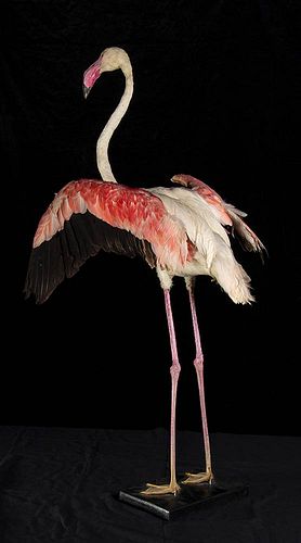 COMPLETE TAXIDERMY OF PINK FLAMINGO
