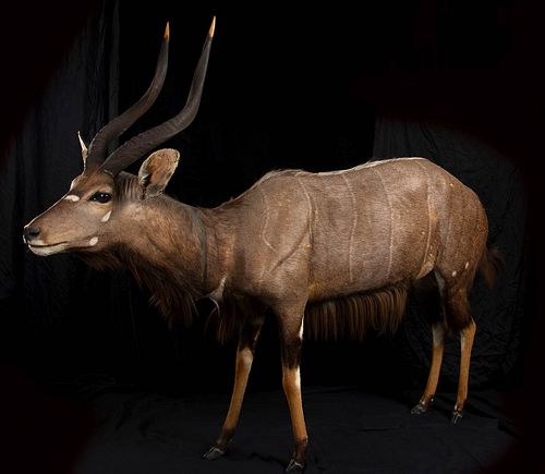 COMPLETE TAXIDERMY OF NYALA