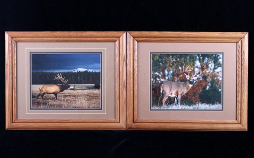 Denver Bryan Elk & Deer Wildlife Framed Photograph