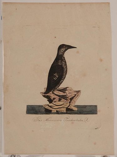 Fifty-seven German Bird Prints