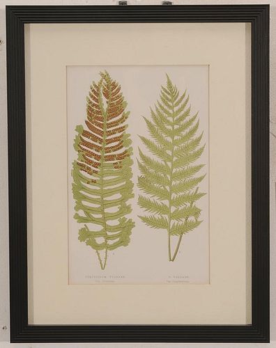 Five Botanical Prints of Fern Fronds