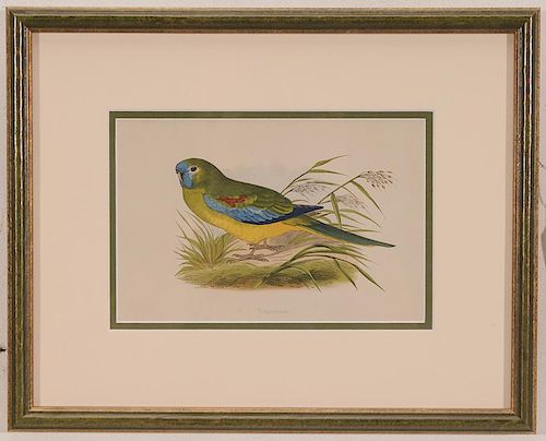Six Ornithological Prints