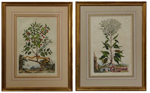 Abraham Munting (1626-1683, Dutch), "Lapathum Acutum," and "Chamae Mespilus Alpina," 17th c., pair of hand-colored copper engravings...