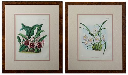 James Andrews (1801-1876), "Trichopilia crispa marginata," Plate 5, colored lithograph, London, together with John Nugent Fitch (184...