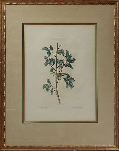 John James Audubon (1785-1851), "Tennessee Warbler," No 31, Plate 154, c. 1830, Havell edition, with a Whatman watermark, presented in a gilt frame, A