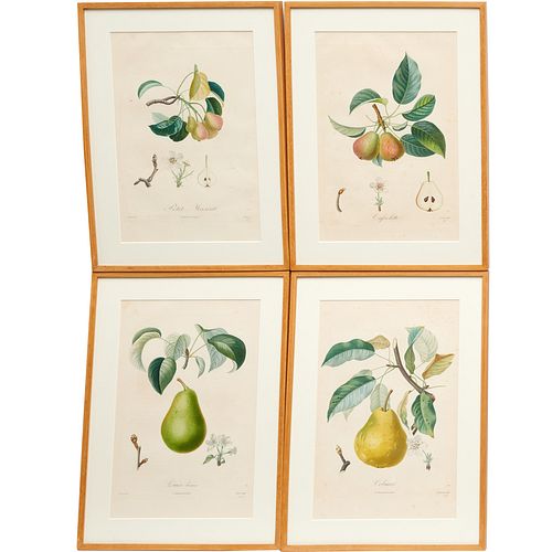 Pears, (4) color lithographs