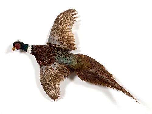 TAXIDERMY RING NECKED PHEASANT, WALL HANGING