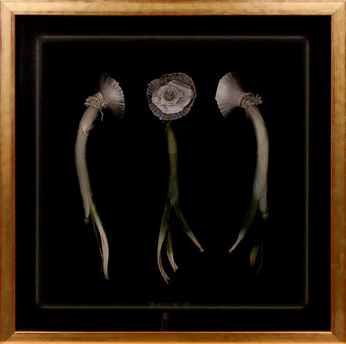 David von Metz, Life & Death #3 (Allium)