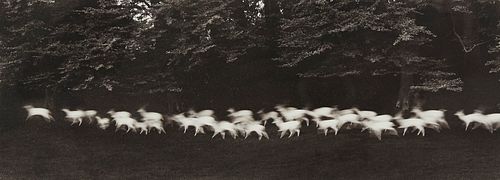 Paul Caponigro Running White Deer Photograph