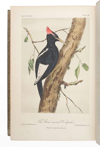 CASSIN, John (1813-1869). Illustrations of the Birds of California, Texas, Oregon, British and Russian America. Philadelphia: J.B. Lippincott & Co., 1