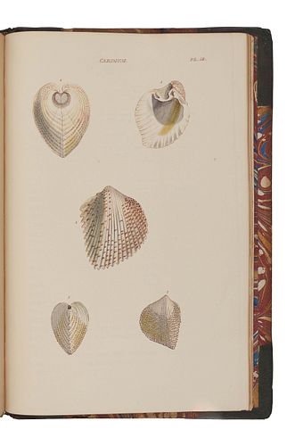 WOOD, William (1774-1857).  General Conchology; or a Description of Shells, arranged according to the Linnean System. London: for John Booth, 1835.