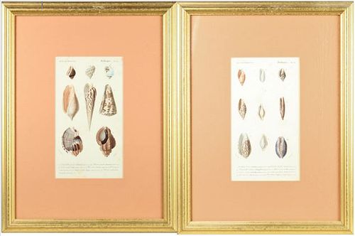Pair Moquin-Tandon Histoire Naturelle Engravings