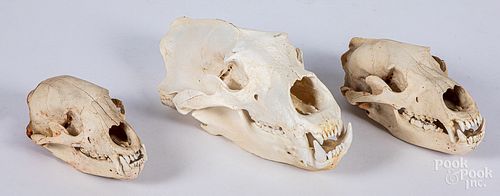 Three bear skulls