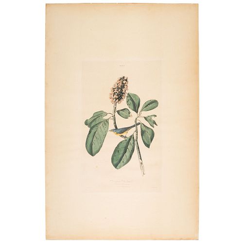 A Hand-Colored Audubon Engraving, Havell Edition Plate V, Bonaparte Fly Catcher