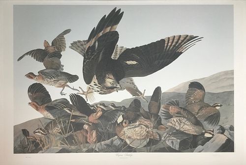 Audubon Virginia Partridge by M. Bernard Loates