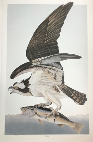 Audubon Osprey