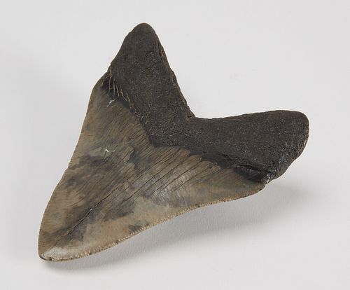 Large Fossilized Shark's Tooth