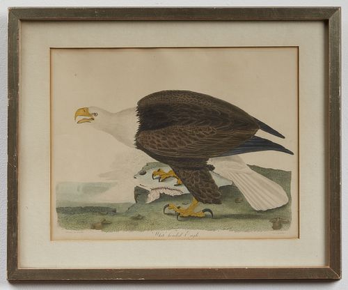 Two Wilson Bird Prints Eagle & Sandpiper