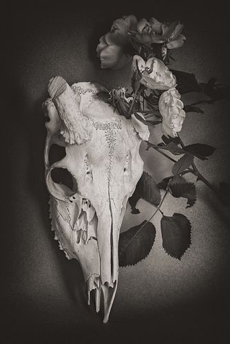 SUZANNE ROSE, Skull with Roses