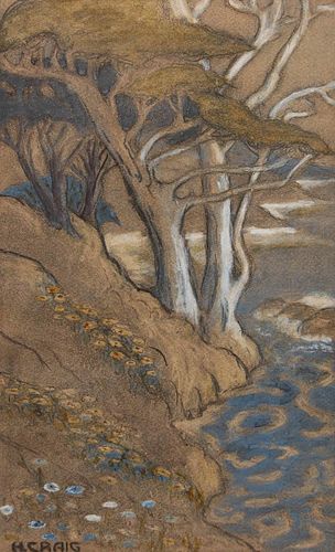 California Monterey Cypress Colored Drawing c1910