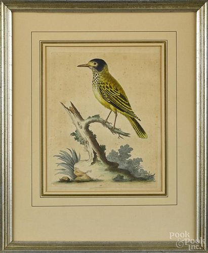 Early illuminated bird engraving, ca. 1800, plate 186, possibly George Edwards, 10'' x 8''.
