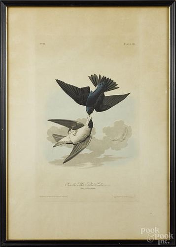 Lithograph of Green, Blue or White Bellied Swallow, after James Audubon, 20th c., 27 1/2'' x 19''.